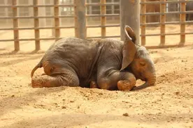 历经10年不懈努力，上海野生动物园首次成功繁殖非洲象，象宝宝今天正式展出图片