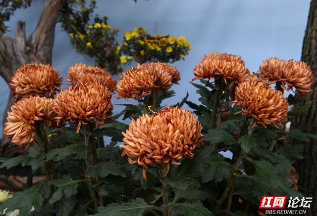 岁暖时刻丨“星城醉菊”正当时：岳麓山菊花展惊艳绽放，一眼入画！