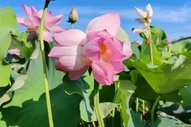 福建武夷山五夫古镇现罕见“品字莲”图片