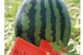 读城记·德州|“德州西瓜武城秧”图片