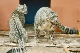 盘点人气超旺的西宁网红雪豹图片