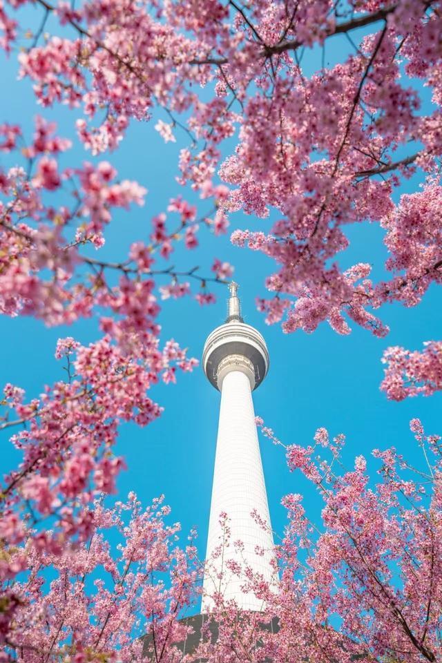 樱花之后，武汉多种春花接档，武汉公园绣出“开不尽”的春之卷