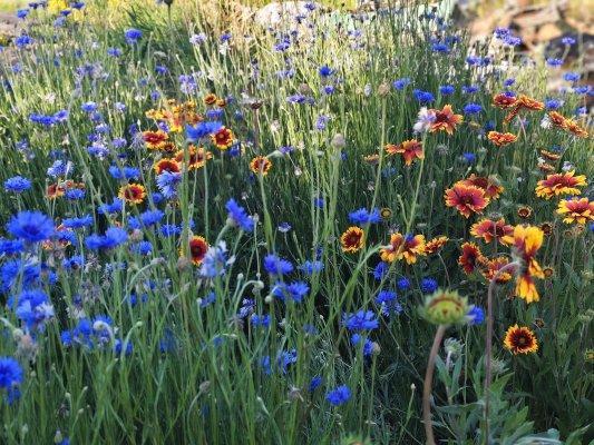 邂逅春日浪漫！银山镇南堂子花海美如莫奈花园