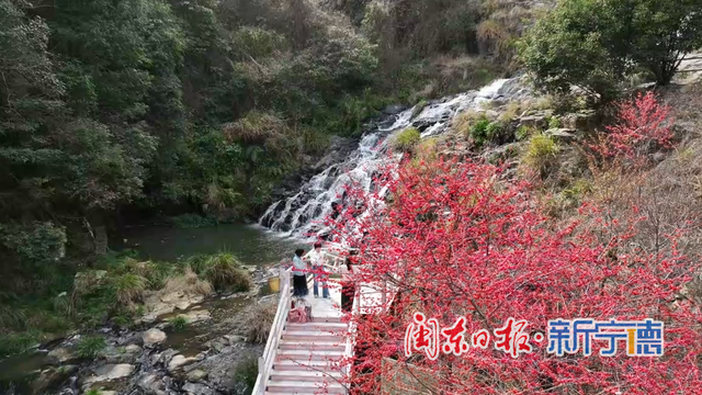 古田：樱花绽放引客来