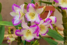 保山龙陵：石斛花卉俏争春图片