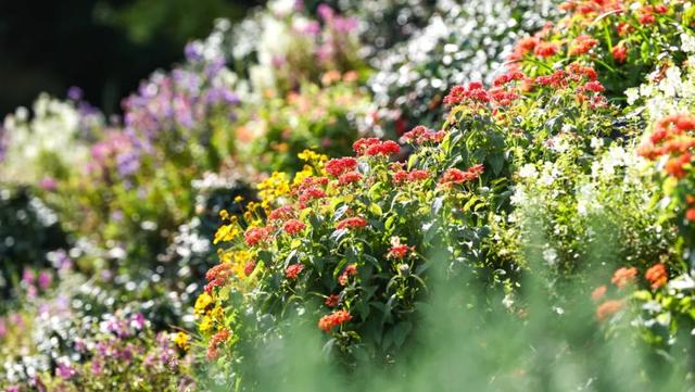辰山植物园秋意正浓，快去欣赏这份限定秋日画卷