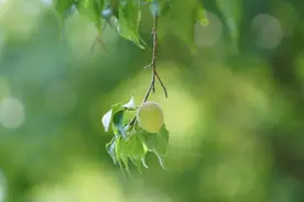 一颗青梅的当代生命力｜闽声图片