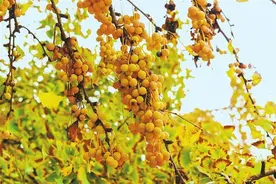 【文化·荟萃】陇蜀古道话银杏图片