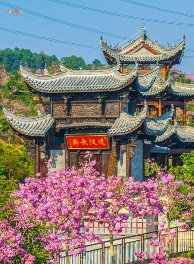 就现在，靓爆镜！免费赏！江门超浪漫粉色花海上新