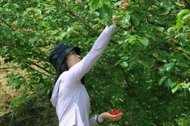凯里一地樱桃红了，速来打卡！图片