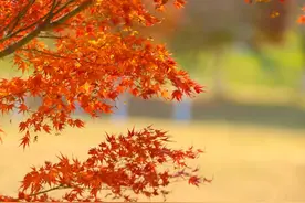 山东红透啦！这些红叶观赏地，一大半都免费图片