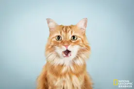 橘猫是傻猫吗？遗传学可能给你一个答案图片