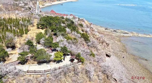 葫芦岛 踏青观海赏杏花，尽享春日好时光