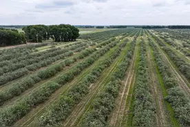 植此青绿筑长城——吉林省“三北”工程攻坚战综述图片