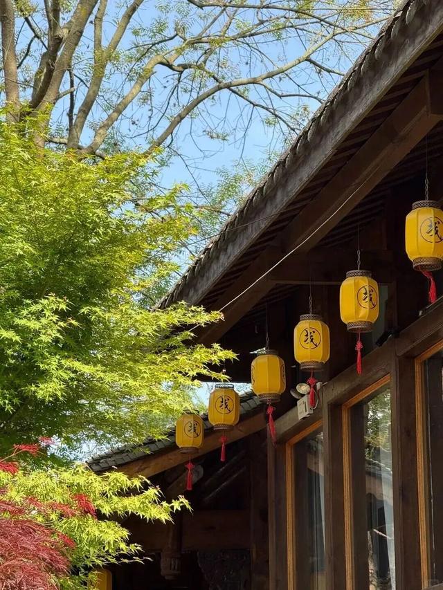 实拍！超美！成都这里的银杏黄了