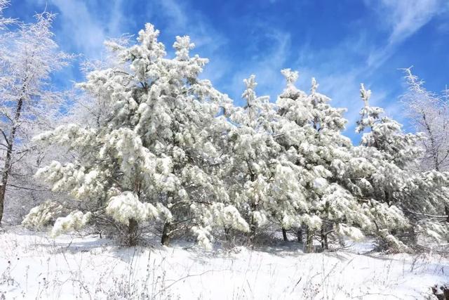 学习强国 | 河北崇礼：桦皮岭上雾凇美