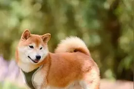 狗狗把你当“亲妈”的7大信号，缺一不可！你看到了吗？图片