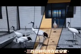 黄河三角洲——世界自然遗产，生命的家园图片