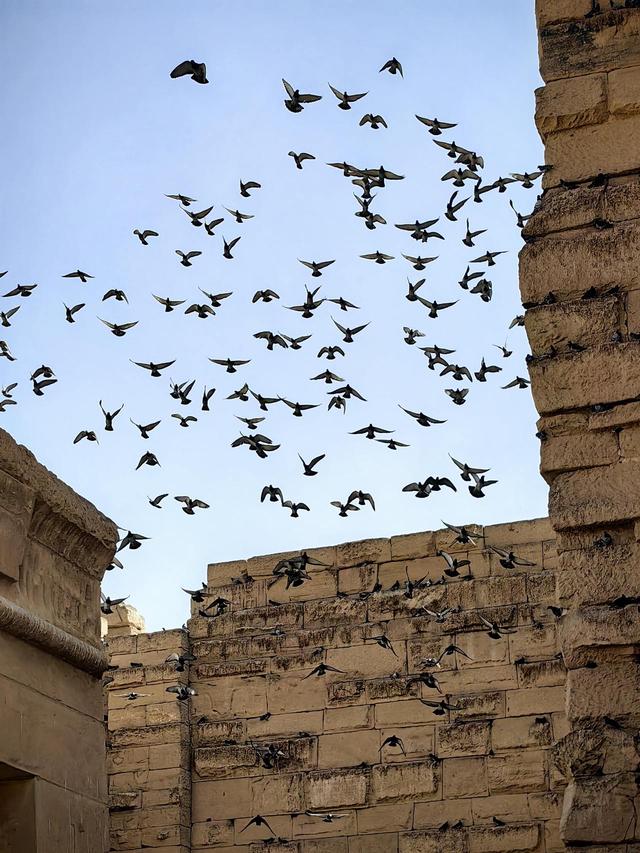 晚潮｜哈布城的鸽子