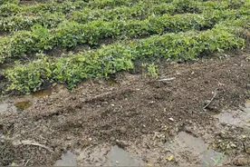 泄水沟被填平 庄稼遇雨被淹（身边事）图片