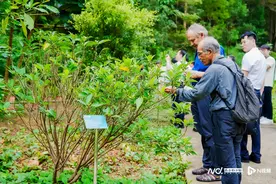 广州国际榕属研究中心成立，现场发布榕属专著和4个榕属新种图片
