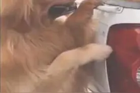 小狗狗要去新家，狗妈妈在耳边叮嘱孩子：去了新家要做个乖宝宝图片