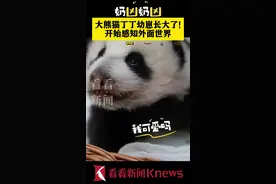 奶凶奶凶！旅俄大熊猫“丁丁”幼崽长大了图片