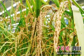 在戈壁沙漠种水稻 这项技术来自成都这家科研机构图片