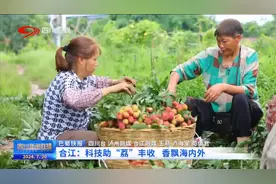 四川新闻联播丨合江：科技助“荔”丰收 香飘海内外图片