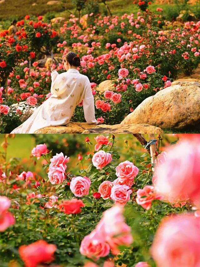 十二月限定浪漫 青秀山双花同绽迎冬韵