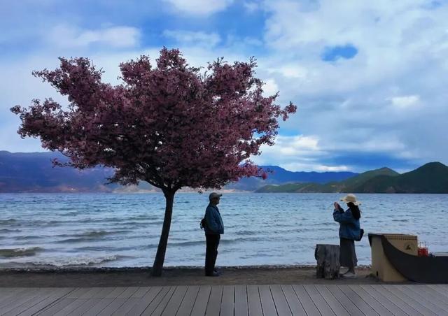 春游宁蒗｜泸沽湖畔花事点亮春日盛景