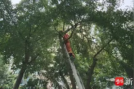 家猫被野猫揍上树不肯下来， 镇江消防“花式”救猫图片