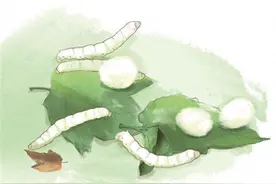 养蚕！学校春季“特色作业”忙坏家长图片