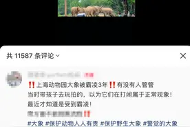 上海发生霸凌事件，大象被群殴3年？野生动物园回应：不存在图片