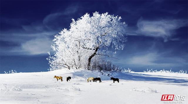 跟着网友游内蒙古丨雪线之上，生活如歌