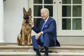 拜登宠物犬“司令”因多次咬伤工作人员被“逐出”白宫图片