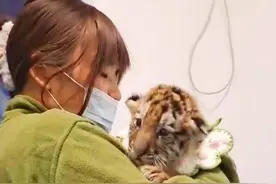 95后女生回应带薪撸小老虎：当保育员累并幸福，跟小动物相处很治愈图片