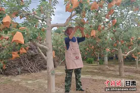 平凉静宁75亿颗苹果穿上“安全衣”图片