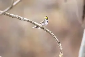 国家二级保护动物黄喉鹀、三趾啄木鸟亮相剑湖湿地图片
