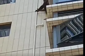 猴子闯进小区攀爬居民楼？物业回应图片