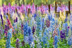 月季、琼花、金鱼草……世纪公园赏花指南来了→图片