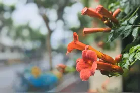 绚烂橙红！上海长宁凌霄花承包夏天的浪漫图片