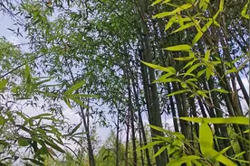 一根竹子的“七十二变”，绿叶子变成共富“金叶子”图片