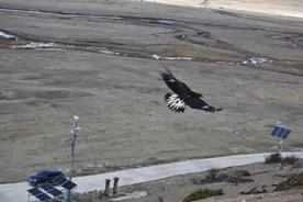 国家一级！纳帕海省级自然保护区成功放飞救助金雕图片