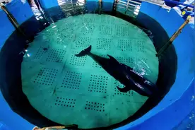 搁浅三亚的短肢领航鲸救助进展：已主动进食，能自主漂浮图片