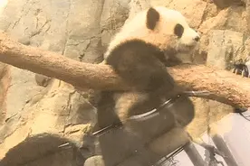 香港大熊猫母子同场卖萌，网友：这才是顶流组合！图片