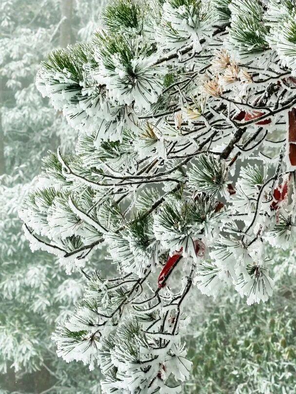 羊狮慕雪国仙境已上线｜大雪持续中，快来福山赏雪！