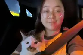 运猫车在杭州被拦截后续：无锡女子跨城找到自家猫，将追责捕猫人图片