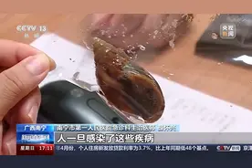 别碰别吃！雨后出现的这种“大蜗牛”带有各种致病菌图片