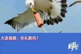 大连的海鸥为什么没有边界感？图片